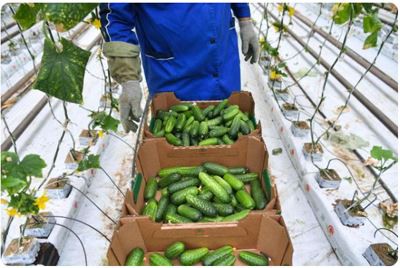 6 mil greenhouse plastic supplier