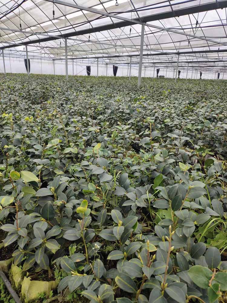 Agricultural Greenhouse