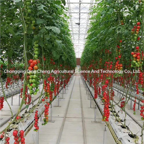 Tomate e estufa de pepino